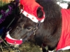 19th Night of the Henley Living Advent Calendar