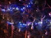 19th Night of the Henley Living Advent Calendar