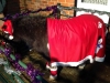 19th Night of the Henley Living Advent Calendar